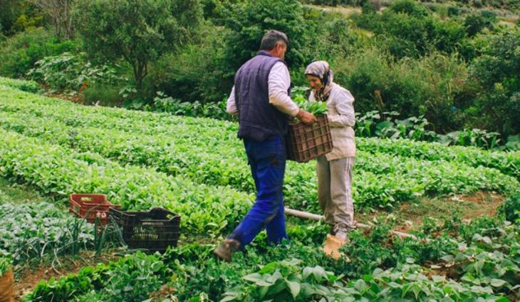 Batı Trakyalı tütüncü kızgın: Hükümet yardım dedi, altından vergi çıktı